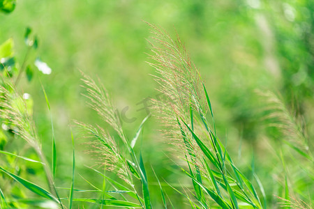 芦苇白露摄影照片_芦苇白天绿植户外草地摄影图配图