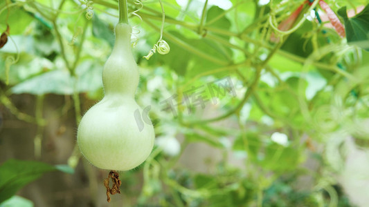 龙冰糖葫芦摄影照片_绿色植物葫芦藤蔓下的葫芦农村