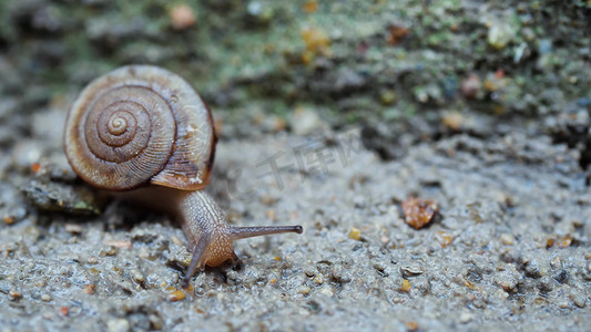 雨后墙角爬行的蜗牛夏季