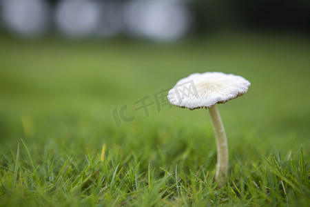 绿色草地环保摄影照片_草地上的蘑菇早上蘑菇草地无摄影图配图