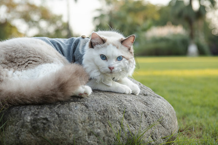 石头上的猫下午猫咪公园无摄影图配图