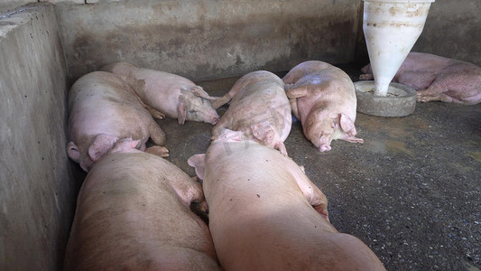 大猪摄影照片_农村养殖业养猪场育肥猪肥猪养殖