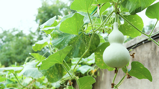 冰糖葫芦边框摄影照片_绿色植物葫芦农村乡村田园风景风光