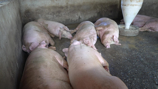 农村养殖业养猪场