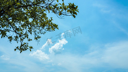 炎炎夏日摄影照片_夏日阳光透过树叶云彩云朵摄影拍摄