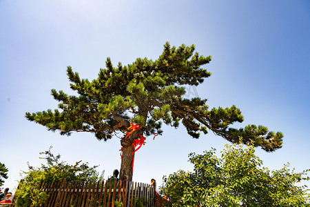 华山风景白天华山上的松树户外无摄影图配图