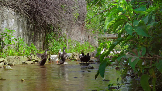 河边动物水中嬉戏自然生态环境山泉水农村家禽