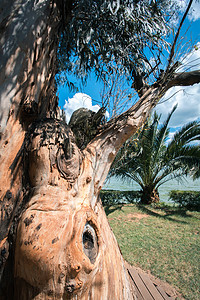 小清新大自然摄影照片_滇池岸边的树中午树水边静物摄影图配图