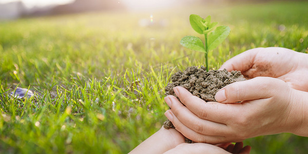 科技生命力企业文化充满希望的绿色发芽植物未来希望