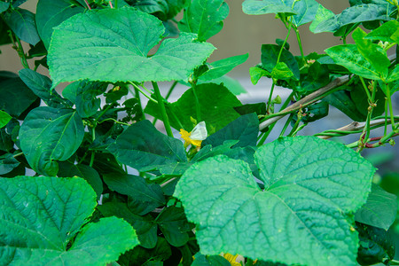 植物白天南瓜叶室外蝴蝶降落摄影图配图