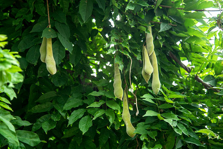 植物园白天豆类果实室外结果摄影图配图