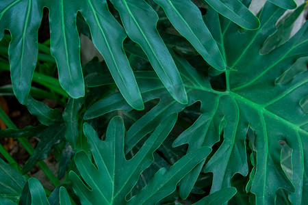 植物白天棕榈叶植物园生长摄影图配图