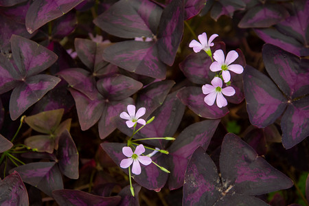 紫色文艺清新摄影照片_植物白天花朵植物园里盛开摄影图配图