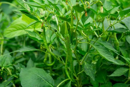农植物摄影照片_美食白天辣椒农场里结果摄影图配图