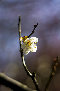 梅花动图摄影照片_生态早晨白色梅花花瓣特写摄影图配图