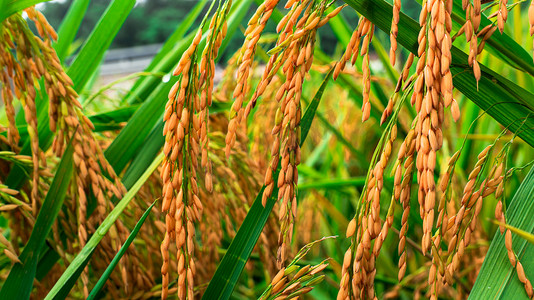 水稻摄影图秋季水稻室外静止摄影图配图