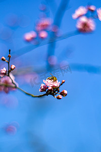 梅花花瓣摄影照片_梅花花瓣摄影图配图