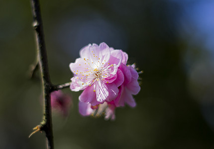 自然美早晨粉色梅花花朵花摄影图配图