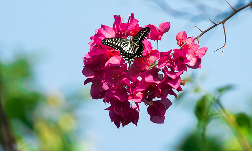 飞舞的仙鹤摄影照片_花朵与蝴蝶夏天蝴蝶室外飞舞摄影图配图