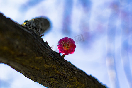 自然美早晨红色梅花花朵特写摄影图配图