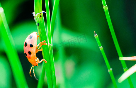草枝上的瓢虫摄影图夏天瓢虫室外爬行摄影图配图