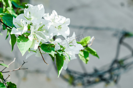 植物花卉花枝绿植阳光摄影图配图