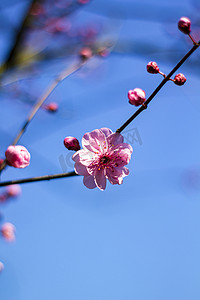 自然早晨红色梅花花瓣特写摄影图配图