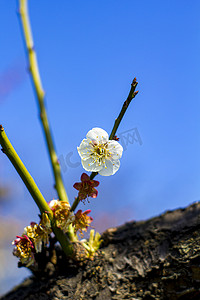 自然早晨白色梅花枝干特写摄影图配图