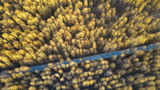 森林俯拍摄影照片_航拍壮观杭州青山湖丛林风景全貌