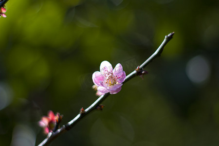 粉色花瓣漂浮素材摄影照片_植物早晨粉色梅花花朵特写摄影图配图