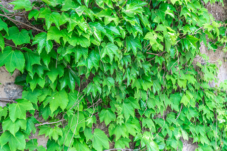 清新植物绿叶子摄影照片_夏季白天爬山虎户外植物摄影图配图