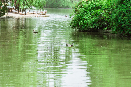 清明风景摄影照片_洛阳白天洛河户外水鸭摄影图配图