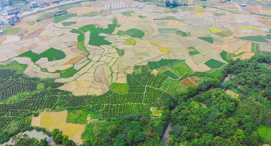 绿植摄影照片_自然中午稻田风光航拍田野无人机摄影图配图