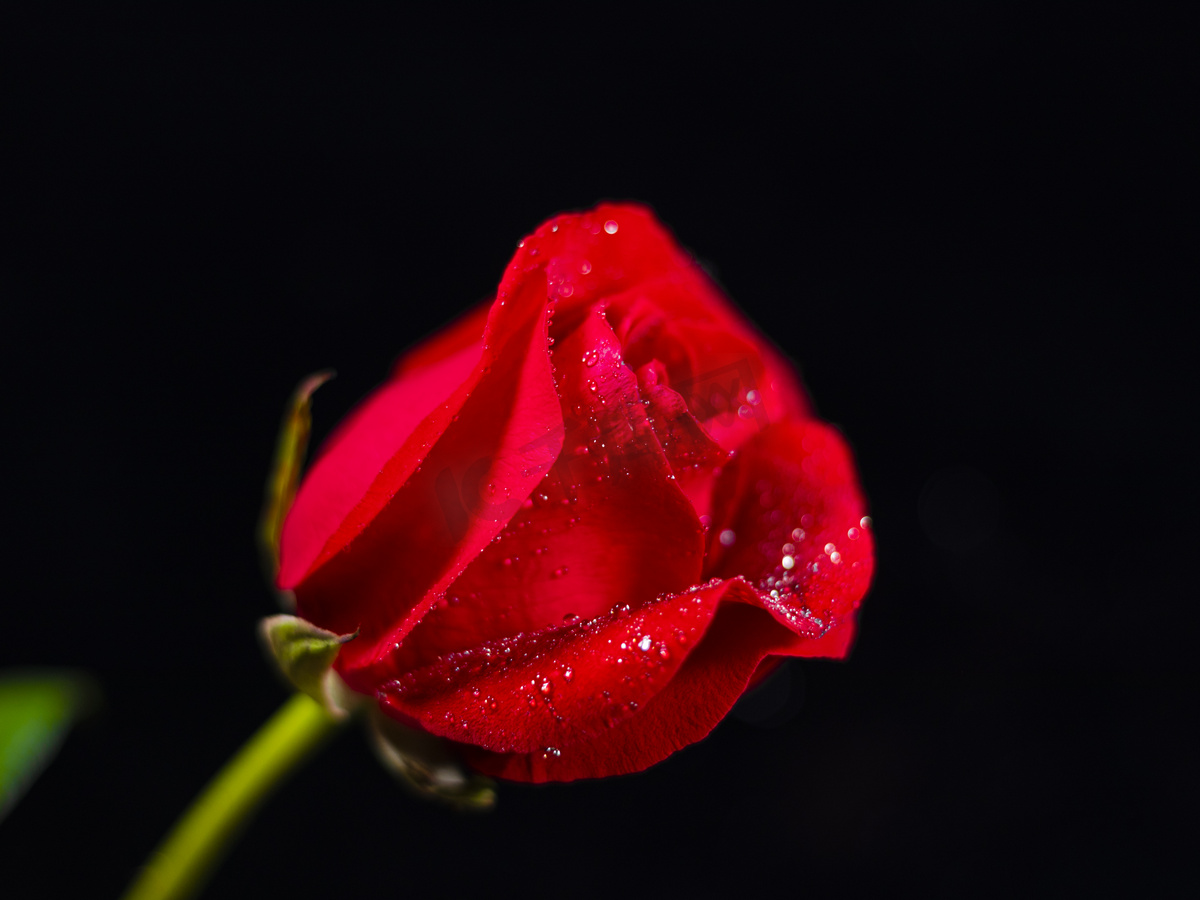 水彩黑玫瑰花束插画图片素材_ID:385165350-Veer图库