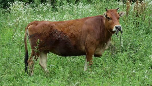 老黄牛摄影照片_黄牛动物家畜畜牧养殖业