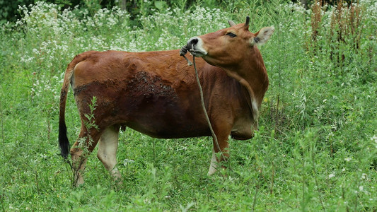 老黄牛摄影照片_黄牛动物家畜畜牧养殖业