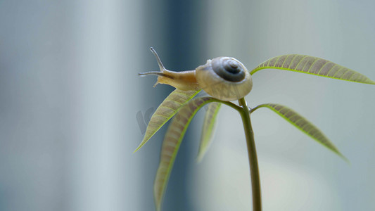 玉兰树苗摄影照片_蜗牛在树叶上爬励志