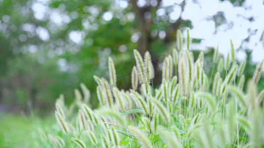 唯美红色调摄影照片_唯美狗尾巴草意境风光夏季夏日夏天风景自然风景