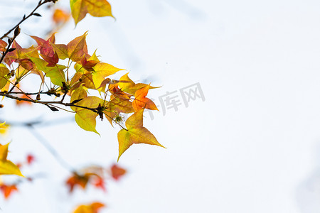摄影秋树摄影照片_枫叶秋天秋季树叶红叶摄影图配图
