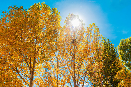 枝叶茂盛的大树摄影照片_大树秋天黄叶秋景秋色摄影图配图