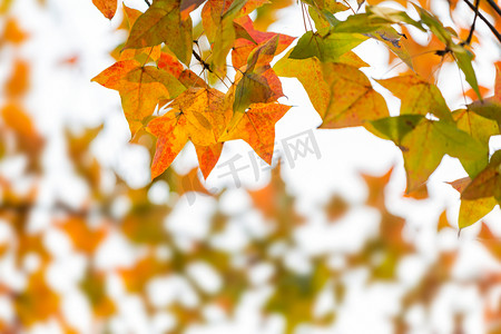 枫叶秋天树叶秋秋季摄影图配图
