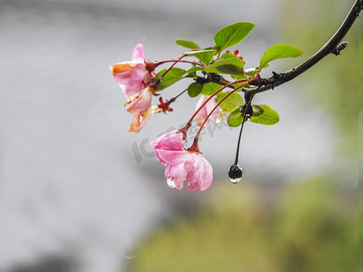 白露群鸟摄影照片_秋季海棠秋天海棠花植物室外摄影图配图