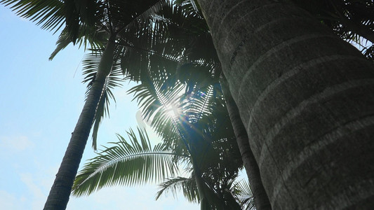 风景海南摄影照片_太阳穿过椰子树树叶自然风景