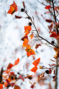 秋季枫叶树叶摄影照片_枫叶树叶秋天深秋秋色摄影图配图