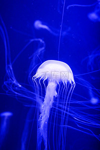 克莱因蓝背景图片_克莱因蓝水母蓝色极简海洋生物