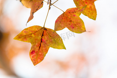 秋摄影照片_枫叶秋天红枫叶树叶秋色摄影图配图