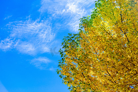 大树秋天叶子黄叶秋色摄影图配图
