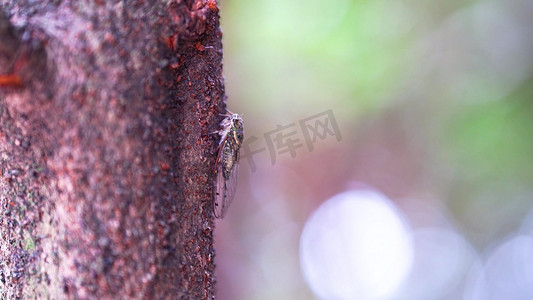 风景摄影照片_唯美夏日意境树上的知了风光空境夏天夏季自然风景风光