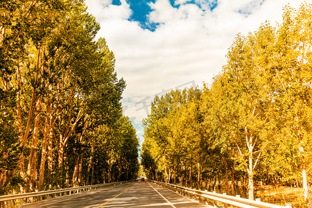 摄影秋树摄影照片_秋景树木道路秋天秋摄影图配图