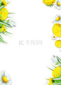 纯黄色黄色背景图片_花卉黄色白色背景